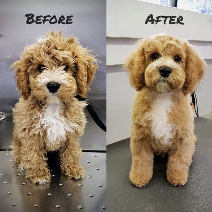 cropped cropped dog grooming services bourne